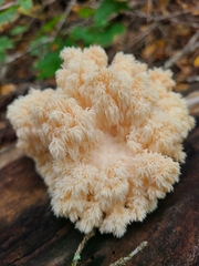 Hericium americanum