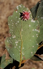 Cynips quercusechinus