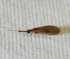 Sisyra apicalis