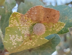 Cynips multipunctata