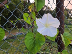 Ipomoea alba