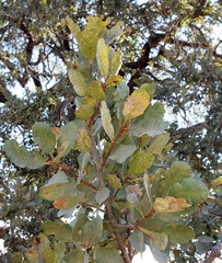 Cynips multipunctata