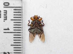 Hippoboscoidea