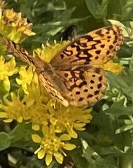 Boloria bellona