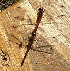 Sympetrum vicinum