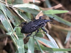 Sphenophorus