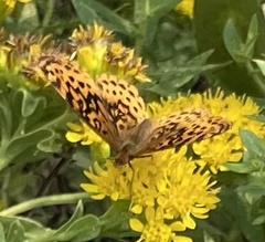 Boloria bellona