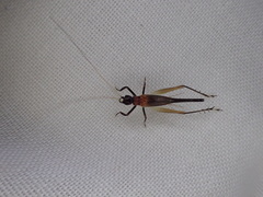 Homoeoxipha lycoides