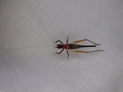 Homoeoxipha lycoides