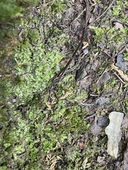 Lophocolea heterophylla