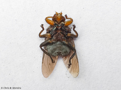 Hippoboscoidea