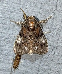 Dasychira meridionalis