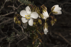 Drosera macrantha