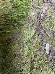 Lophocolea heterophylla