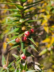 Melichrus urceolatus