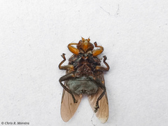 Hippoboscoidea