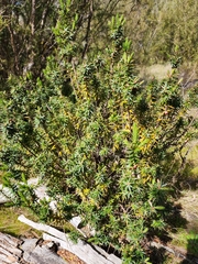 Melichrus urceolatus