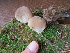 Pseudohydnum gelatinosum