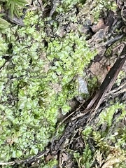 Lophocolea heterophylla