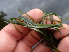 Zostera japonica
