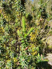 Melichrus urceolatus