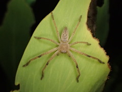 Neosparassus