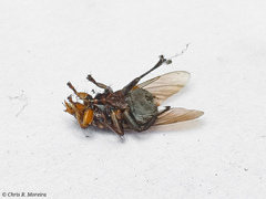 Hippoboscoidea