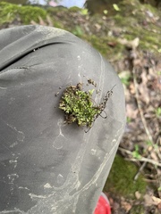 Lophocolea heterophylla