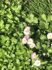 Erigeron karvinskianus