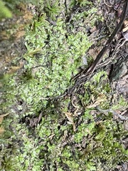 Lophocolea heterophylla