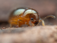 Byrrhidae