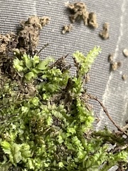 Lophocolea heterophylla