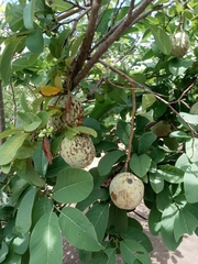 Annona macroprophyllata