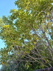 Pittosporum eugenioides