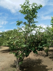 Annona macroprophyllata