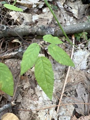 Amelanchier arborea