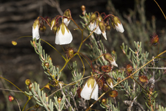 Drosera macrantha