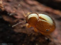 Byrrhidae