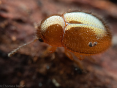 Byrrhidae