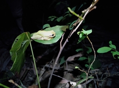 Hyla chinensis