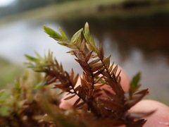 Fontinalis antipyretica