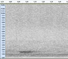 Botaurus lentiginosus