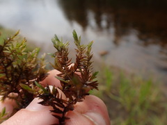 Fontinalis antipyretica