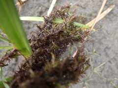 Fontinalis antipyretica