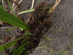 Fontinalis antipyretica