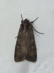 Peridroma saucia