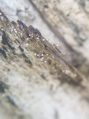 Sclerophora peronella image
