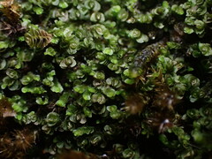 Jungermannia atrovirens