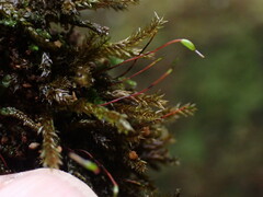 Brachythecium acutum