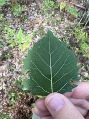 Populus grandidentata